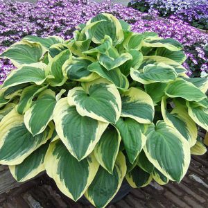 Hosta Frozen Margarita