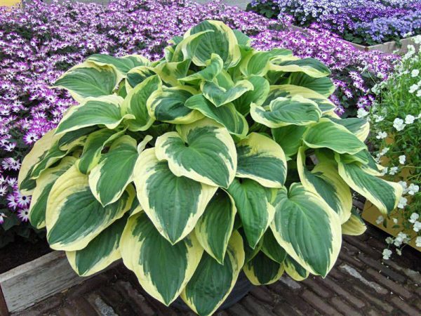 Hosta Frozen Margarita