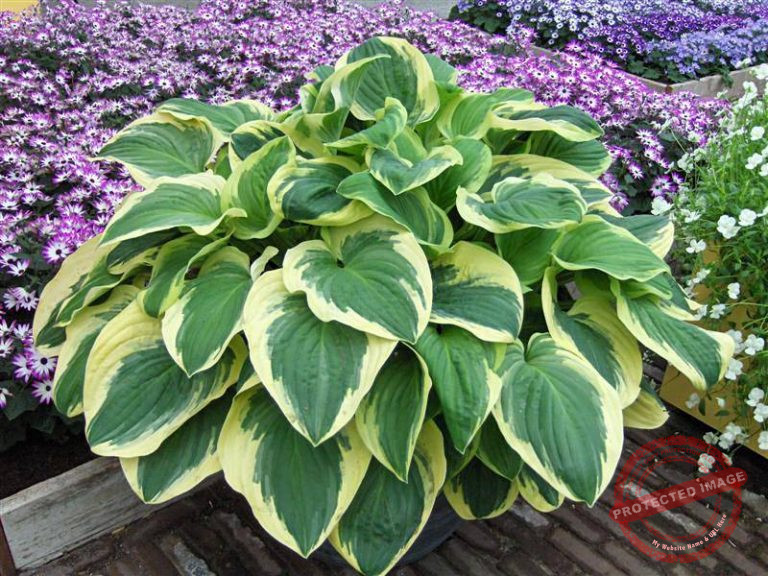 Hosta Frozen Margarita Verschoor Horticulture