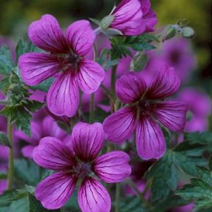 Geranium Sue Crug