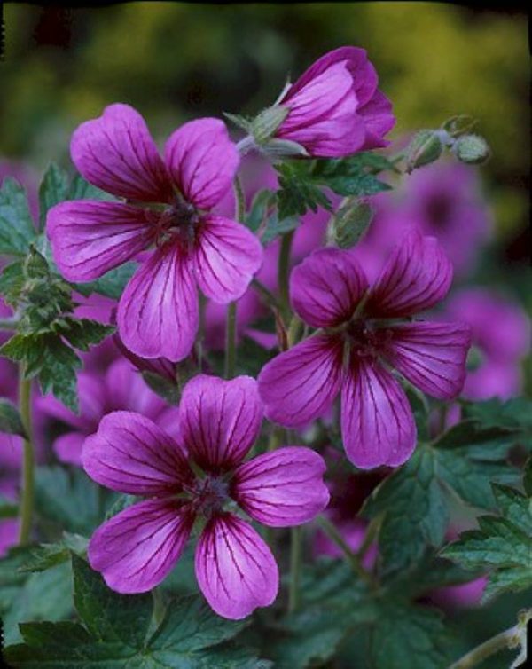 Geranium Sue Crug