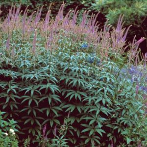 Veronicastrum virg. Fascination
