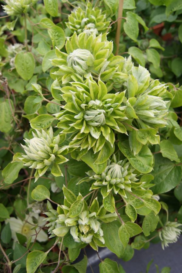 Clematis Green Passion®