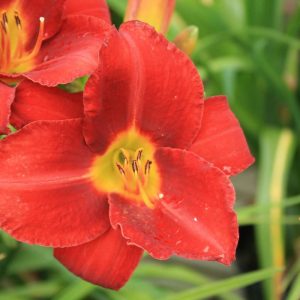 Hemerocallis Galena Holiday