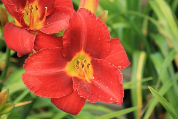 Hemerocallis Galena Holiday