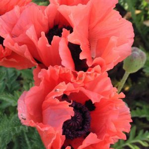 Papaver Garden Glory