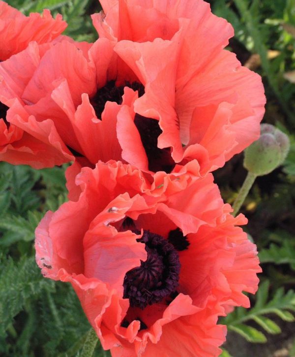 Papaver Garden Glory