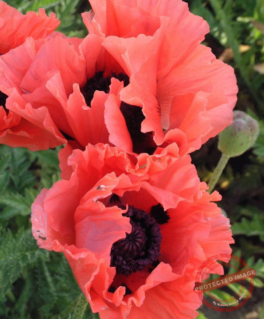 Papaver Garden Glory Verschoor Horticulture