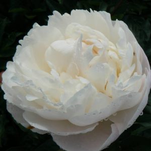Paeonia  Gardenia
