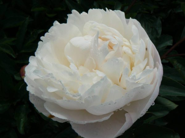 Paeonia  Gardenia