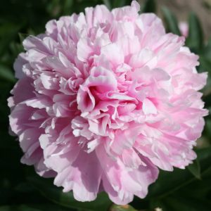 Paeonia  Gayborder June