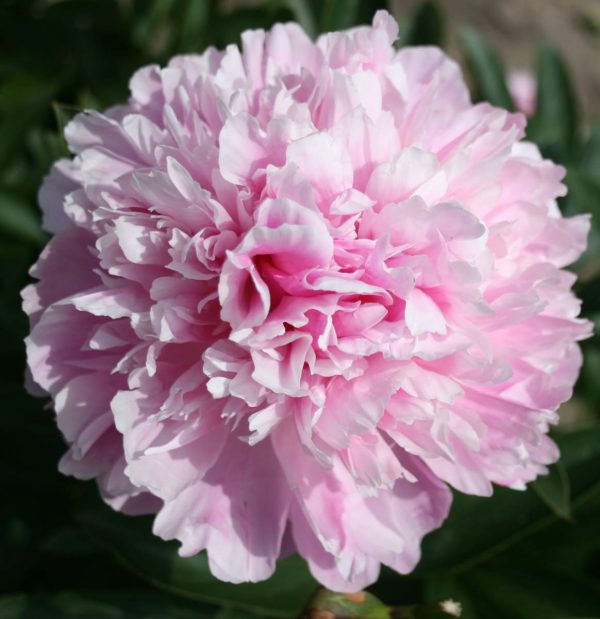 Paeonia  Gayborder June