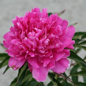 Paeonia  Géneral MacMahon