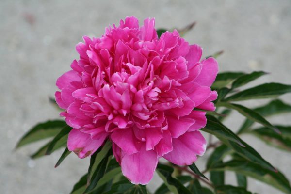 Paeonia  Géneral MacMahon