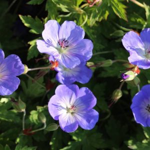 Geranium Azure Rush®