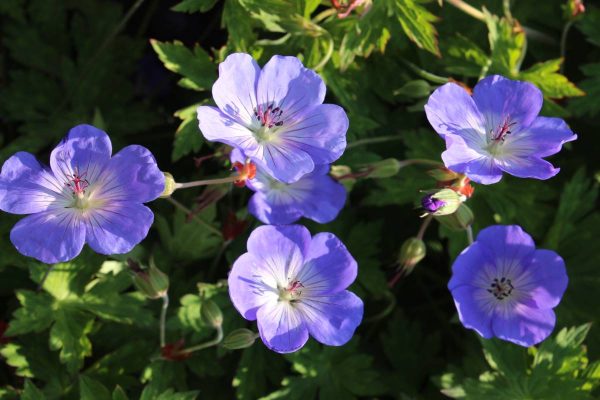 Geranium Azure Rush®