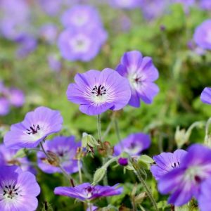 geranium Daily Blue®