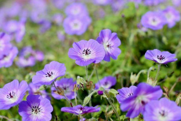 geranium Daily Blue®