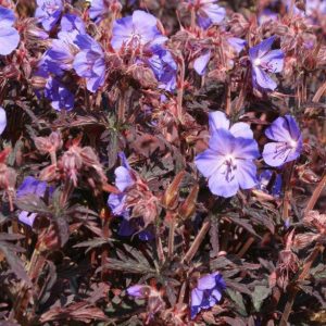 Geranium pratense Dark Reiter