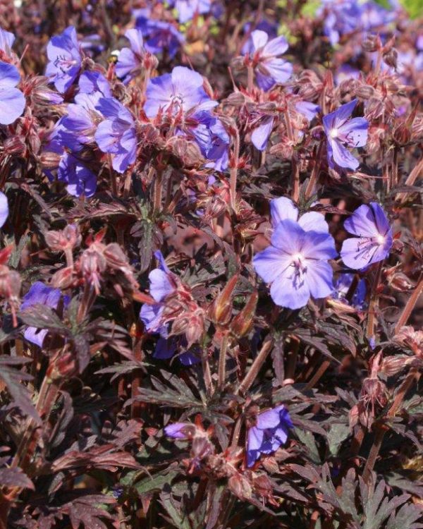 Geranium pratense Dark Reiter