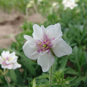 Geranium pratense Double Jewel®