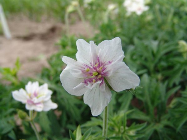 Geranium pratense Double Jewel®