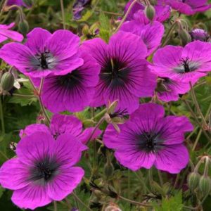 Geranium Dragon Heart®