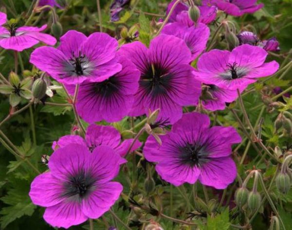 Geranium Dragon Heart®