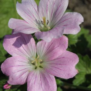 Geranium Dreamland®