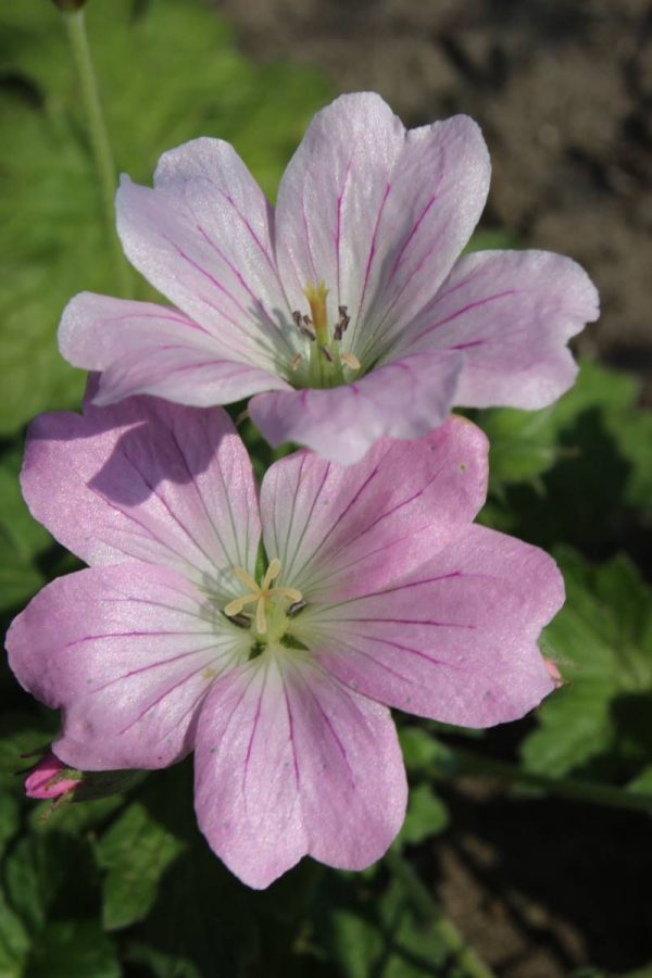 Geranium Dreamland®