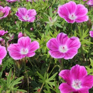 Geranium sanguineum Elke