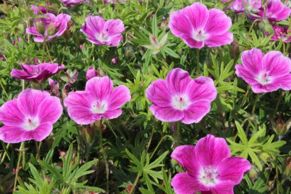 Geranium sanguineum Elke
