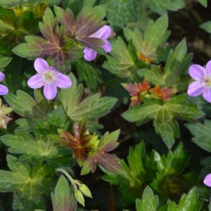 Geranium Fay Anna®
