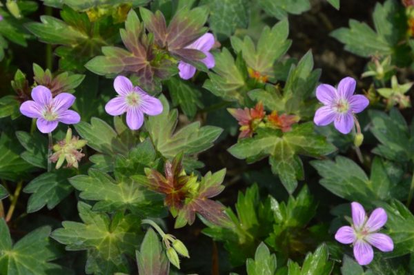 Geranium Fay Anna®