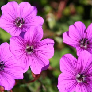 Geranium Hexham Velvet®