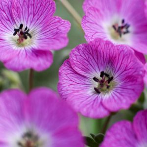 Geranium cinereum Jolly Jewel Hot Pink®