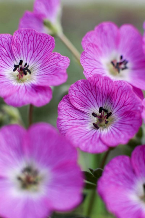 Geranium cinereum Jolly Jewel Hot Pink®