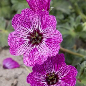 Geranium cinereum Jolly Jewel Lilac®