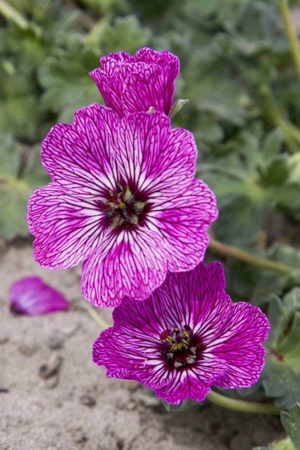 Geranium cinereum Jolly Jewel Lilac®