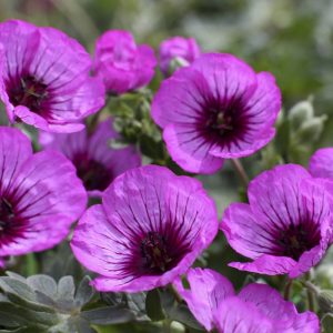 Geranium cinereum Jolly Jewel Night®