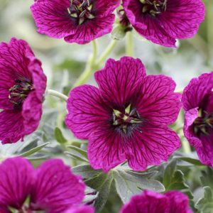 Geranium cinereum Jolly Jewel Purple®