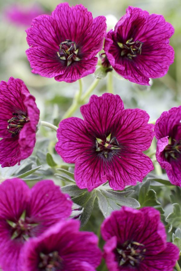Geranium cinereum Jolly Jewel Purple®