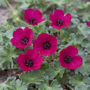 Geranium cinereum Jolly Jewel Red®