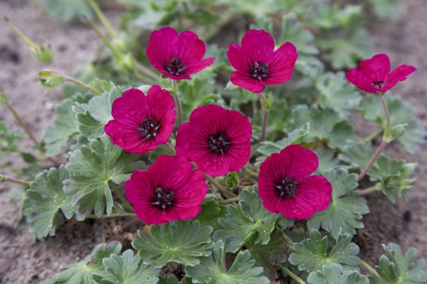 Geranium cinereum Jolly Jewel Red®