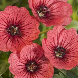 Geranium cinereum Jolly Jewel Salmon®