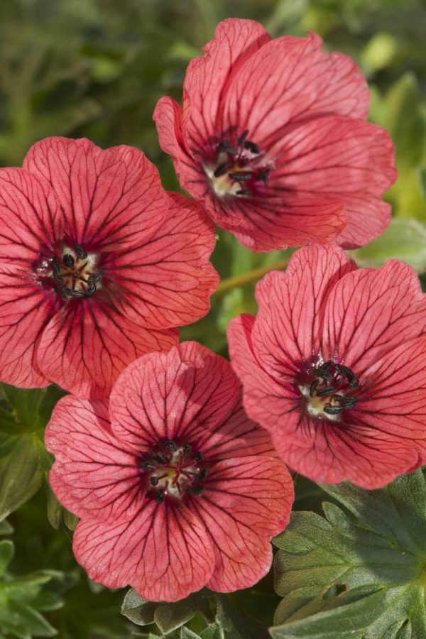 Geranium cinereum Jolly Jewel Salmon®