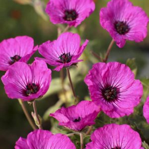 Geranium cinereum Jolly Jewel Silver®