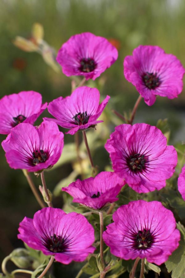 Geranium cinereum Jolly Jewel Silver®
