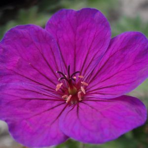 Geranium psilostemon Little David