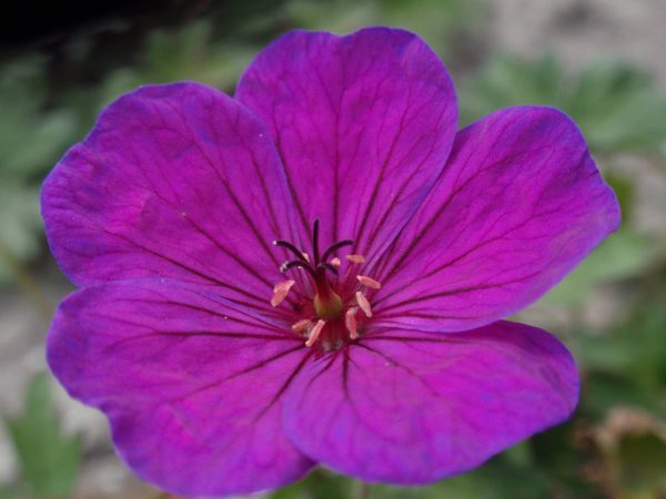 Geranium psilostemon Little David